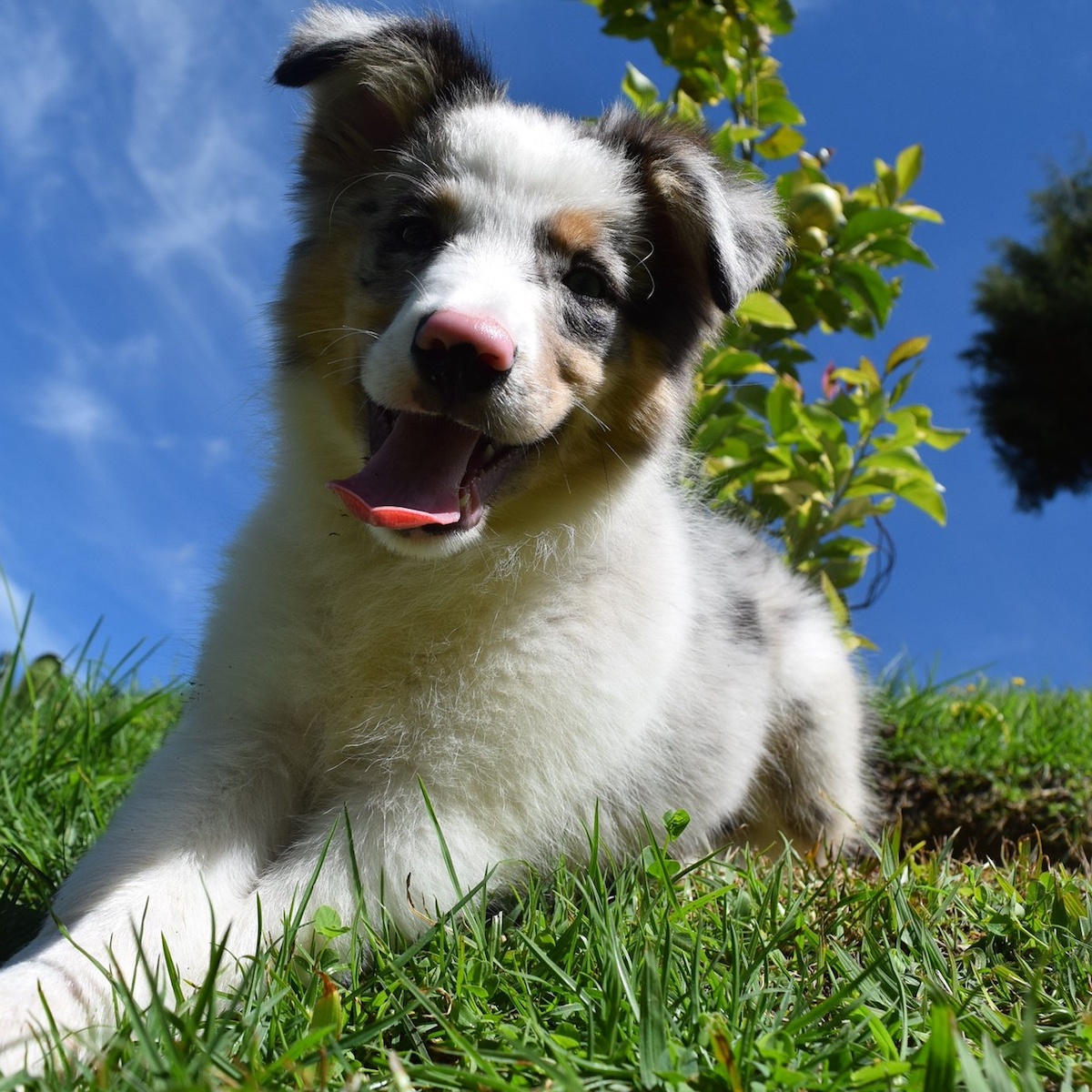 Border Collie